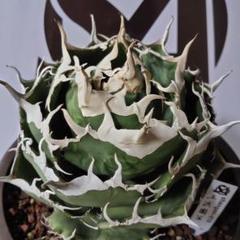 824【上澳園芸 アガベ チタノタ shangao-010 炎輪(えんりん) m60021320590_1.jpg?1749608162
