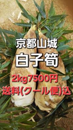 るんるん03様京都山城産朝掘り筍5kg中サイズクール便