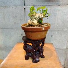 オオハマボウ　幹幅16cm 穴あき 盆栽 塊根植物 オオハマボウ幹幅16cm 穴あき 盆栽 塊根植物