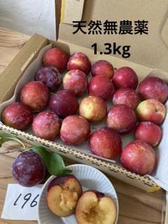 【196】すもも　天然無農薬　兵庫県産　箱込1.3kg プラム　常温発送　お試しのサムネイル