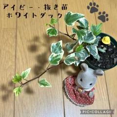 2023年最新】ダックフットの人気アイテム - メルカリ