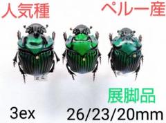 標本　大型 ダイコクコガネ　2ぺア 2025年最新】ダイコクコガネ 標本の人気アイテム - メルカリ