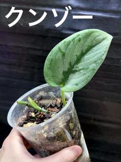 2025年最新】scindapsus スキンダプサスの人気アイテム - メルカリ