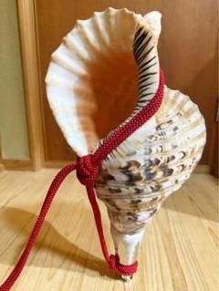特大42㎝修験道法螺貝 山伏 密教 魔除け 熊よけ❣️ホラガイ
