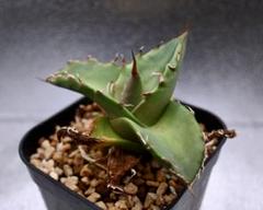 チタノタ 巌竜 緑犀牛 MW】緑犀牛 巌竜 チタノタ 縦割り子株 agave オテロイ アガベ