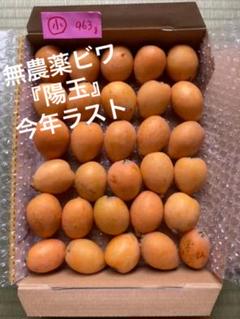 ビワ びわ(小)陽玉 五島列島産 無農薬