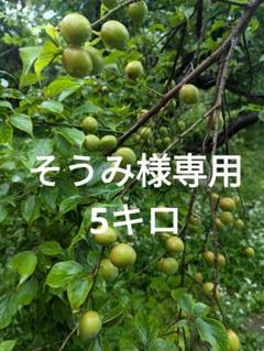 お値下げ♡南高梅♡玉竜畑から今ちぎってきた青梅♡10キロ超え♡無農薬 お値下げ♡南高梅♡玉竜畑から今ちぎってきた青梅♡10キロ超え
