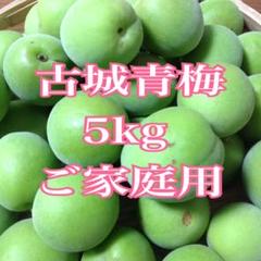 紀州 青梅 古城梅 5kg ⑵