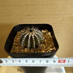 レア！メニネンシスV.ルブラ×ペクチニフェラ錦 実生 鉢植えメルカリ便送料込み レア！メニネンシスV.ルブラ×ペクチニフェラ錦 実生 鉢植え