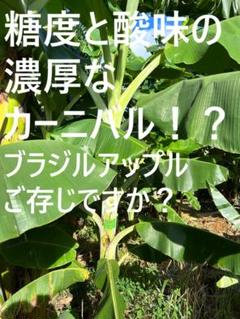 130cm,耐寒バナナ苗＝幻のゴールデンブラジル　南米最高峰美味モンスター◆低木 Yahoo!オークション - 80㎝ バナナ 糖度モンスター＝最高峰の