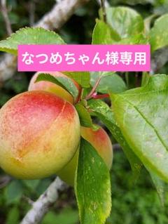 ♥️十郎梅♥️5キロ　Lサイズ以上きれいめ 2025年最新】梅 十郎の人気アイテム - メルカリ