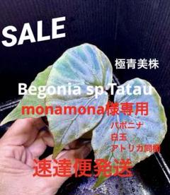 専用❣️Begonia sp.Tatauベゴニア タタウ 極青美株❣️原種