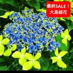 紫陽花 ファーストブルー 挿し木 苗 ②