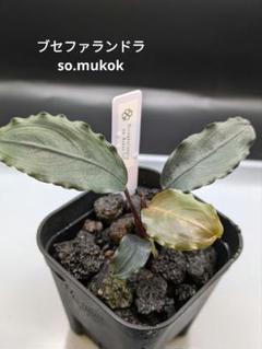 Bucephalandrasp.MukokBlackブセファランドラムコック9株 Yahoo!オークション - 【ブセファランドラ】 Bucephalandra sp
