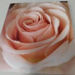 Amazon.co.jp: BEST FLOWER -B SIDE COLLECTION-: ミュージック