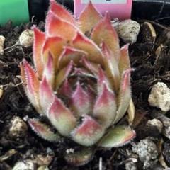 2025年最新】SEmpervivumの人気アイテム - メルカリ