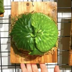 マダガスカリエンセ ビカクシダ胞子培養株板付けのサムネイル