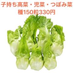 お買い得!子持ち高菜の種 150粒330円 四川児菜 博多つぼみ菜 祝蕾