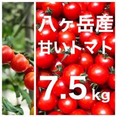 八ヶ岳(長野県) 産 ミニトマト 約7.5kg バラ 甘くて味が濃い 免疫力UP