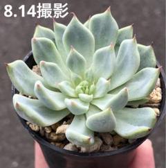 こ*房様 ザラゴーサspノバ サラゴサspノバ | TOMOZOO