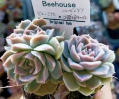 behouseさん苗 エンジェルドリーミング×バニラココ　　札付き　抜き苗 behouseさん苗 エンジェルドリーミング×バニラココ 札付き 抜き