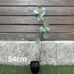 ユーカリ ポポラス苗 大型 190㎝❗ 10号 優良株 ❗綺麗なトピアリー仕立て ユーカリ ポポラス苗 大型 190㎝❗ 10号 優良株 ❗綺麗な