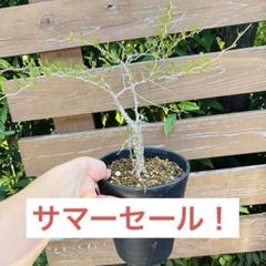 サマーセール！ 大株 開花株 実生 オペルクリカリア パキプス 雄