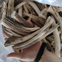 鹿の角　エゾシカ　角　【大小詰合わせ】　5kg 端材　アクセサリー　パーツ　素材 Amazon.co.jp: 鹿の角 エゾシカ 角 大小 詰合わせ 1kg 端材