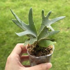 専用・メルカリ便P. willinckii ’Bacteria’ spore29 ビカクシダP.willinckii 'Bacteria' spore 大サイズ - メルカリ