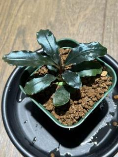 2025年最新】bucephalandra sp blueの人気アイテム - メルカリ