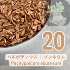2025年最新】エブレネウム 種子の人気アイテム - メルカリ