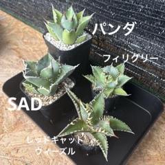 【新作からSALEアイテム等お得な商品満載】 チタノタ4株セット：SAD、熊猫、赤猫、フィリグリー - メルカリ アガベ