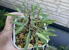 フォークイエリア　プルプシー　国内実生　良型　塊根植物　コーデックス フォークイエリア プルプシー | STELLA.PLANTS