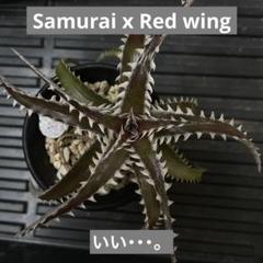 2025年最新】dyckia ottoの人気アイテム - メルカリ