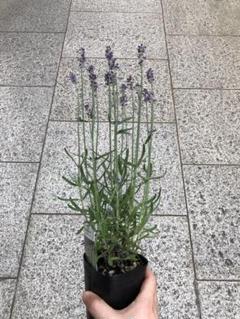 土曜割引!イングリッシュラベンダー 苗 土上より20-30cm