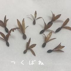 山野草ツクバネ開花株衝羽根 茶花 正月飾り 庭木低木しつらい