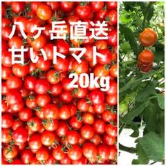 長野県産直 田宮ミニトマト 約20kg バラ 甘くて味が濃い