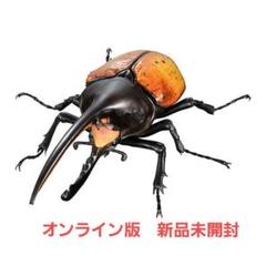 ※美麗　ヘラクレス・エクアトリアヌス♂野外標本 0000000092312_RTXi35J.jpg