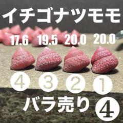 イチゴナツモモ54個南アフリカ産喜望峰産