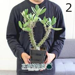 むっちり多頭 パキポディウム デンシフローラム 鉢ごとメルカリ便発送 むっちり多頭 パキポディウム デンシフローラム 鉢ごとメルカリ