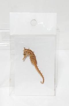 2024年最新】タツノオトシゴ 標本の人気アイテム - メルカリ