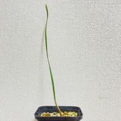 ブーファン　ハエマンソイデス　実生3株セット　#42 ブーファン ディスティチャ | STELLA.PLANTS