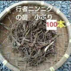 北海道産 行者ニンニク 根のみ 小苗 100本 お試し ネコポス発送