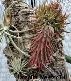 Tillandsia Ionantha Monkey Tail 速達発送 Tillandsia Ionantha Monkey Tail 速達発送 - メルカリ