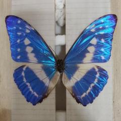 カキカモルフォ！標本！1 カキカモルフォ Morpho rhetenor cacica ～ 蝶の標本 麗蝶 ～