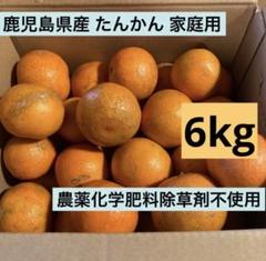 家庭用】屋久島たんかん10kg | 果物/オレンジ・その他みかん