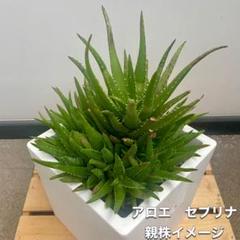 専用ページ ハオルチア 葉挿し苗セット - メルカリ