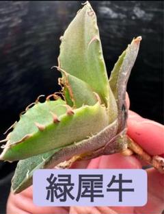 アガベ チタノタ FO76 Green ツヤ緑葉 / 緑犀牛 活着株鉢ごと発送