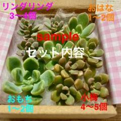 専用　カット苗セット 楽天市場】多肉 カット 苗 セットの通販
