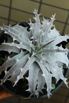 まっつDyckia Crown of Thorns SilverFox まっつ様専用Dyckia Crown of Thorns SilverFox - メルカリ